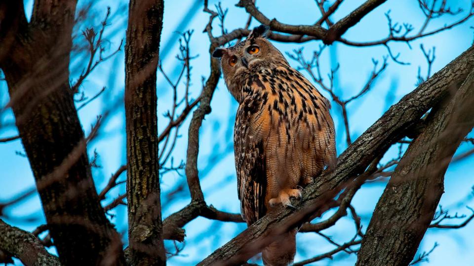 PHOTO: Flaco, a Eurasian eagle owl that escaped from the Central Park Zoo, in Central Park, New York City, Feb. 15, 2023. (Andrew Lichtenstein/Corbis via Getty Images/FILE)