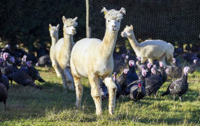 Alpacas guard turkeys on farm