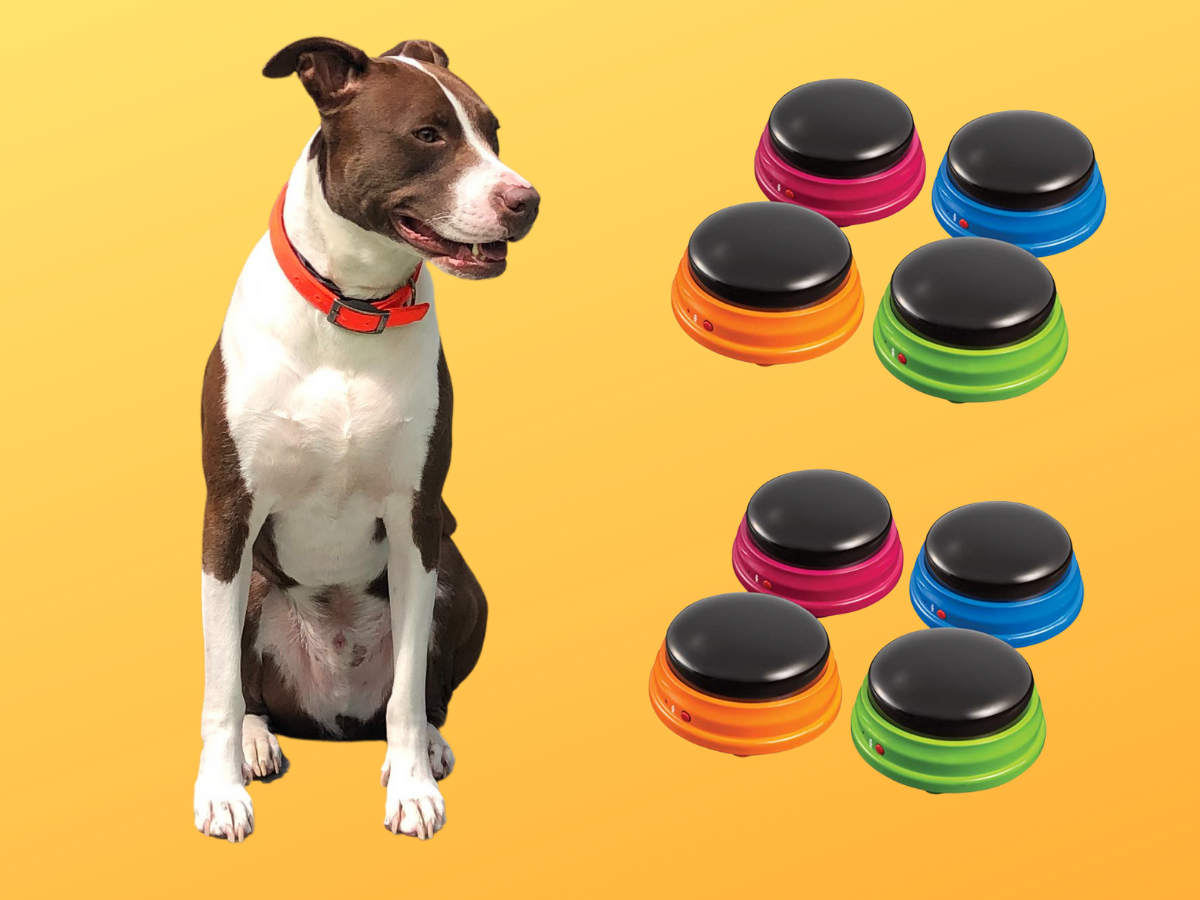 Brown and white dog and Learning Resources Recordable Buttons.