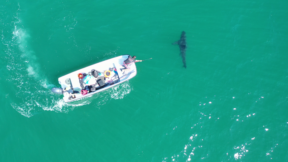 The Shark Lab at California State University Long Beach tracks great white sharks off the coast of Southern California.