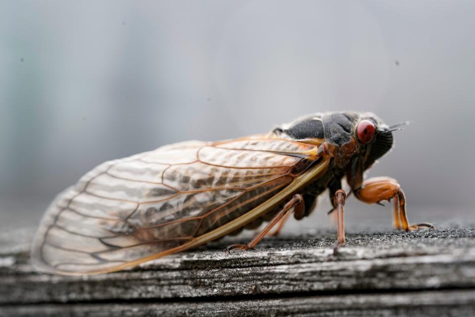 May 24, 2021; Washington, DC, USA; An adult periodical cicada sits on a fence on May 24, 2021 in Washington, DC.