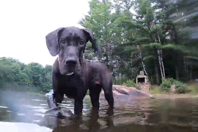 Fearful Great Dane puppy has adorable first swimming lesson