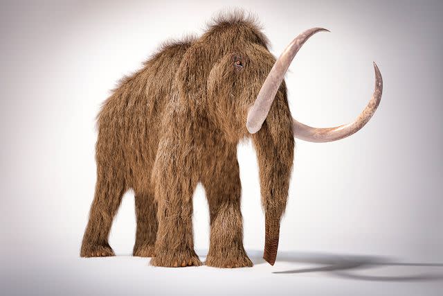 <p>GettyWoolly mammoth realistic 3d illustration</p> 3D illustration of a woolly mammoth