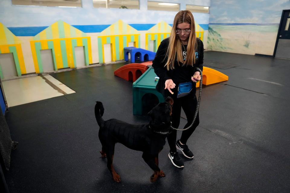 Selena Schaney a senior at the Graham School, works with Libby the Rottweiler while interning at Reale Dog Training in Gahanna earlier this month.