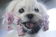 <p>B boy, a Maltese from France, is groomed in the staging area during the 141st Westminster Kennel Club Dog Show, Monday, Feb. 13, 2017, in New York. (AP Photo/Mary Altaffer) </p>