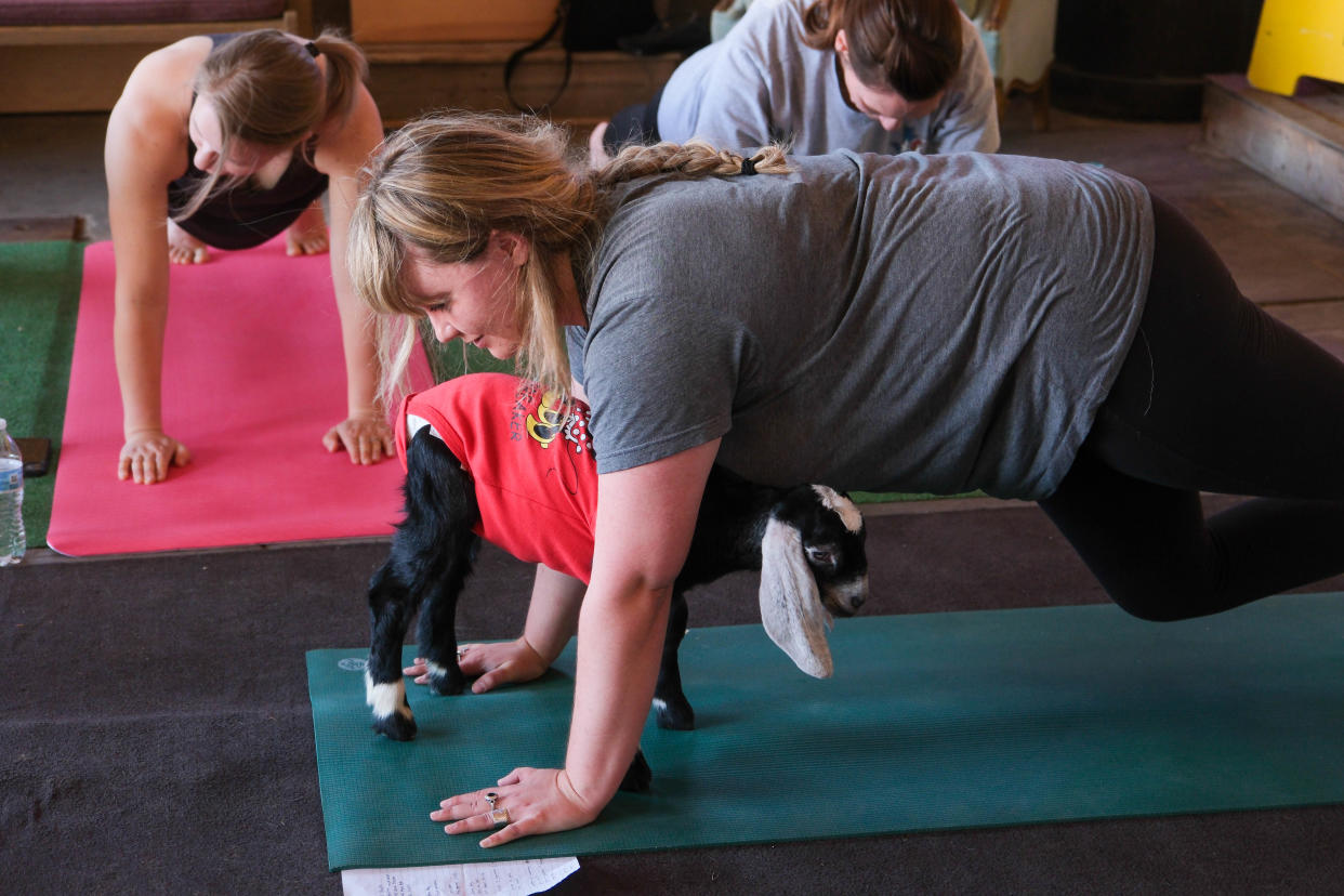 Megan Stuntz has a goat try to assist in her instruction during goat yoga last weekend at The Garage event venue on the Historic Route 66 in Amarillo.