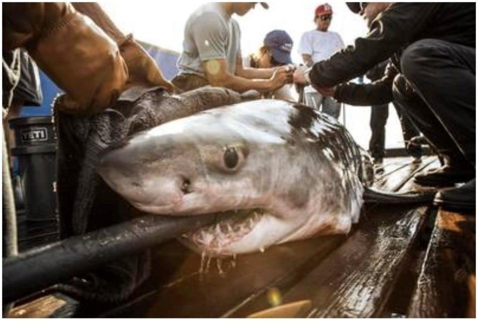 A juvenile white shark nicknamed Anne Bonny by OCEARCH researchers is seen here when she was tagged in April off the coast of North Carolina