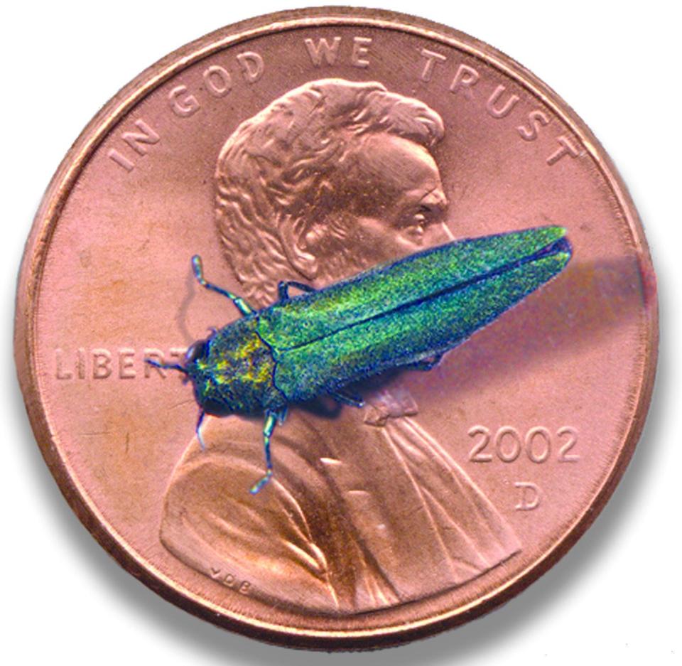 The emerald ash borer is small, but destructive.