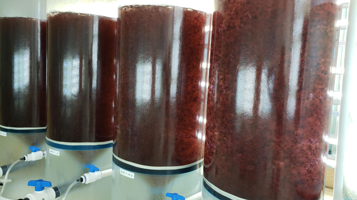 Four glass cylinders filled with what appears to be a solution of red seaweed.