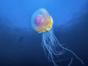 <p>A rainbow colored crown jellyfish swims near Protea Banks. (Pier A. Mane/Caters News)</p>