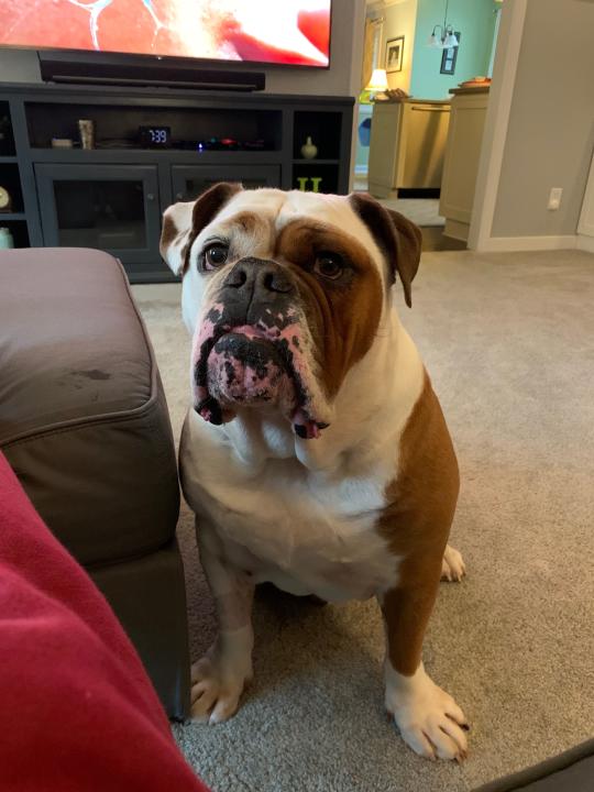 This is Maddon, not to be confused with the NFL video game franchise. However, this 100-pound pup could probably be confused with a linebacker.