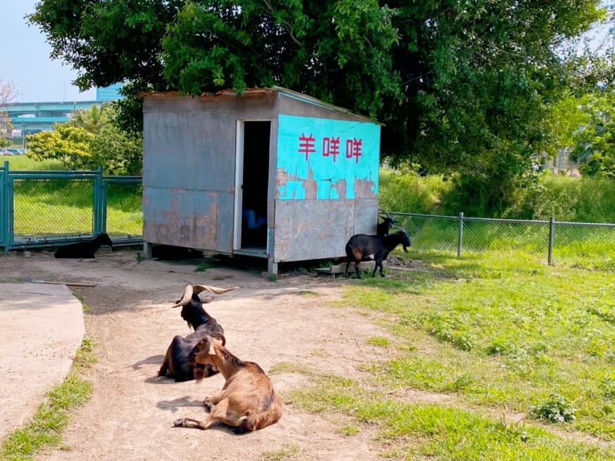 不用到郊區市，在市中心就能看到可愛的羊咩咩