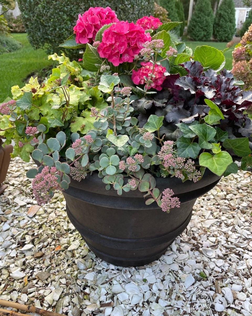 One of a score of pots at Linda Coven's home. The design shows how  to grow hydrangeas in a pot surrounded by hardy plants.