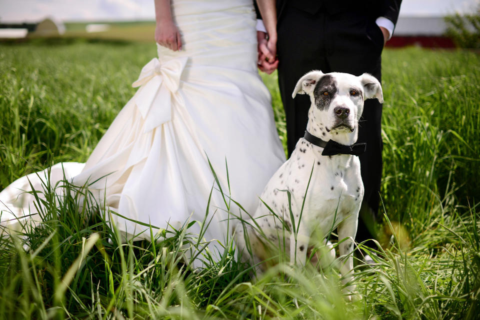 A dog in a bow tie sits in front of a bride and a groom holding hands