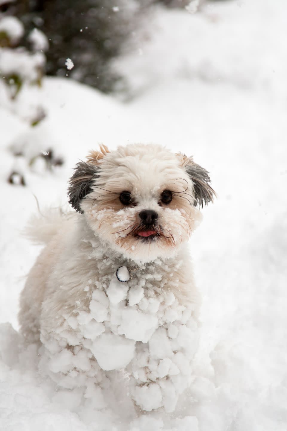 a white lhasa apso covered in snow