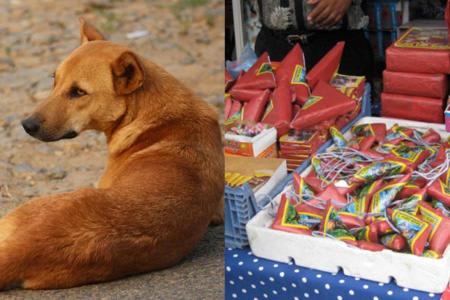 Jóvenes explotan cohetes en hocico de perrito ¡Buscan a los culpables!