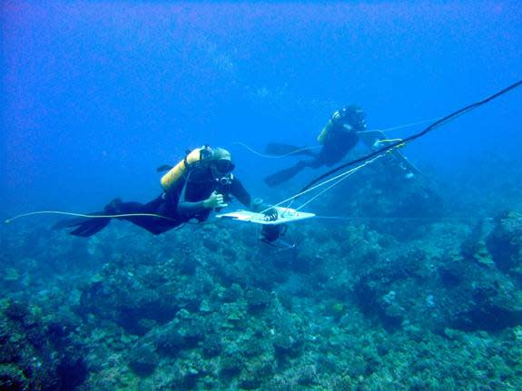 Paired SCUBA divers record shark sightings while being towed behind a small boat.