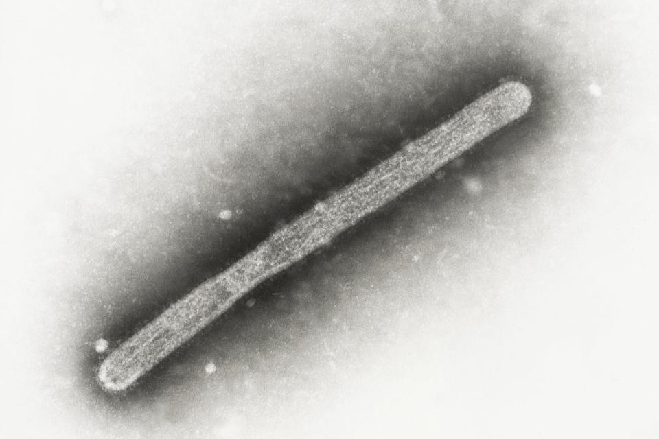 h5n1 virus microscope image shows black and white long straight worm-shaped organism