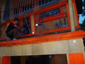 PAWS volunteer Vince Harn climbs a house terrace to help a stranded dog.