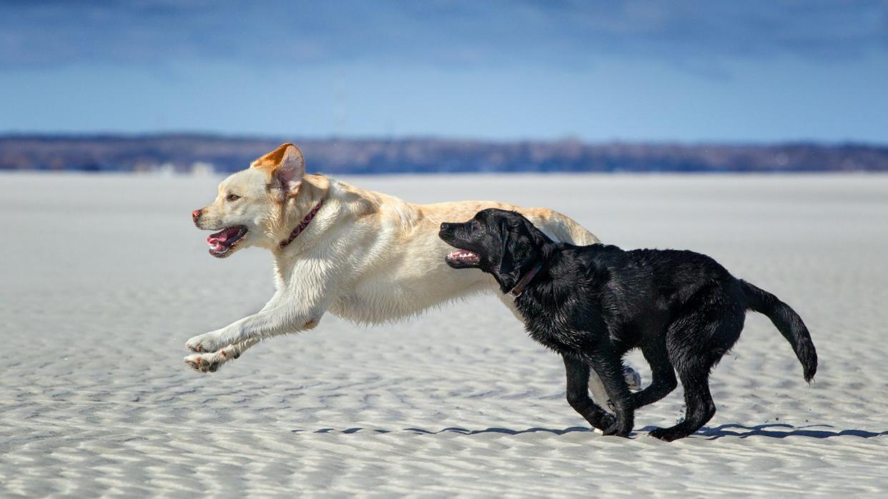  Two dogs running along the sandy beach — Best dog friendly beaches 