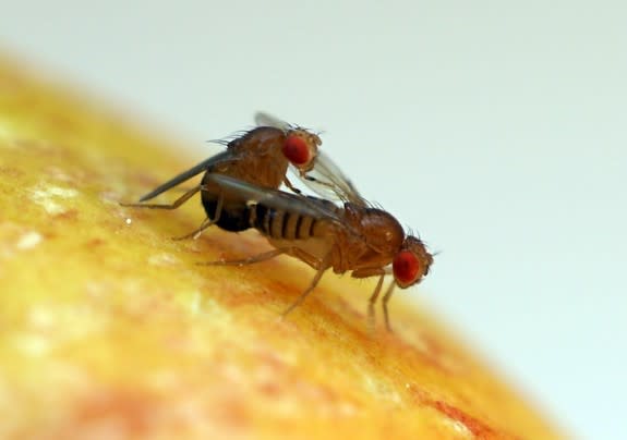 Fruit flies in the <em>Drosophila</em> genus mating.