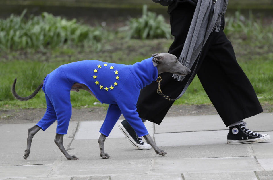 A demonstrator leads a dog wearing a suit in the EU colors during a Peoples Vote anti-Brexit march in London, Saturday, March 23, 2019. The march, organized by the People's Vote campaign is calling for a final vote on any proposed Brexit deal. This week the EU has granted Britain's Prime Minister Theresa May a delay to the Brexit process. (AP Photo/Kirsty Wigglesworth)