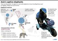 Graphic on Asia's captive elephants and population estimates