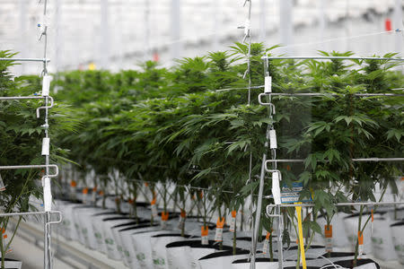 Cannabis plants grow inside the Tilray factory hothouse in Cantanhede, Portugal April 24, 2019. REUTERS/Rafael Marchante