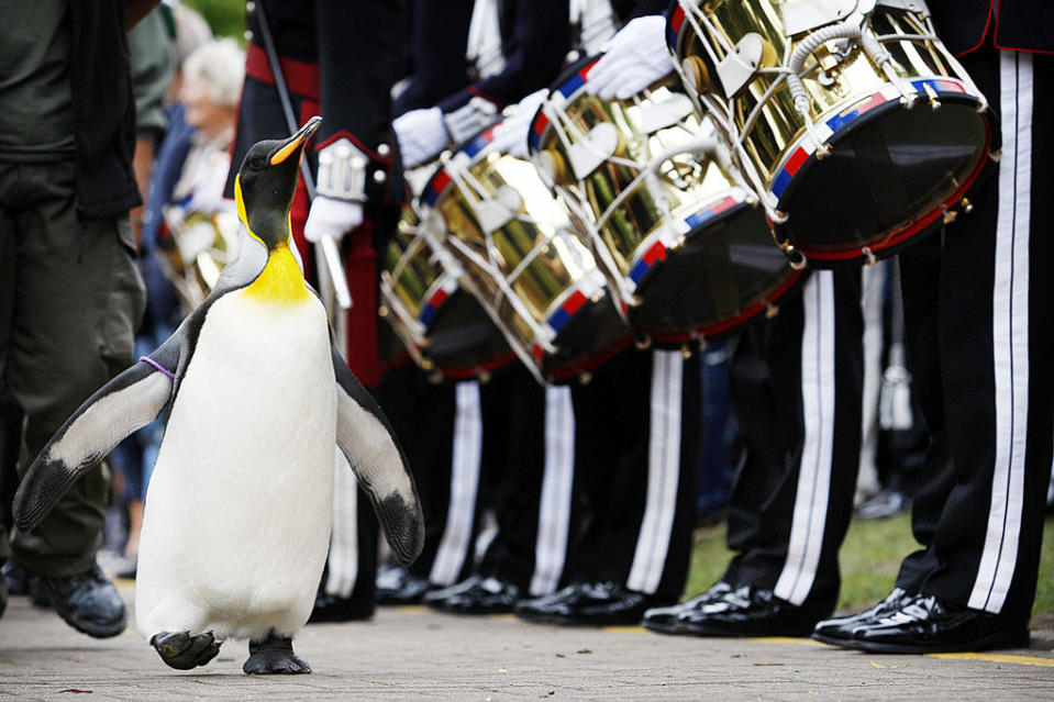 A penguin