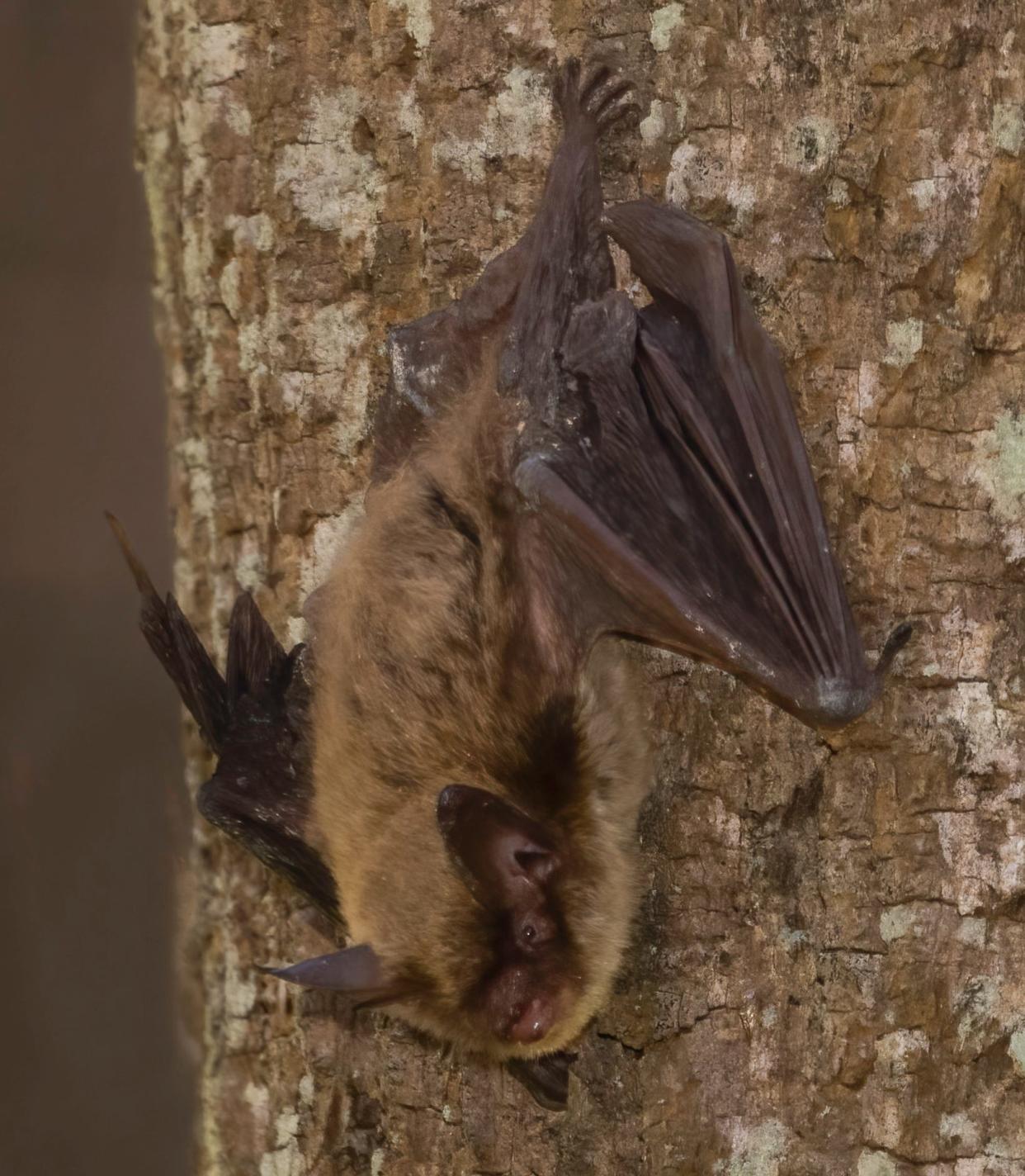 Previously one of the most common Ohio bat species, the northern long-eared bat is now one of the rarest bat species in the state due to population collapse.