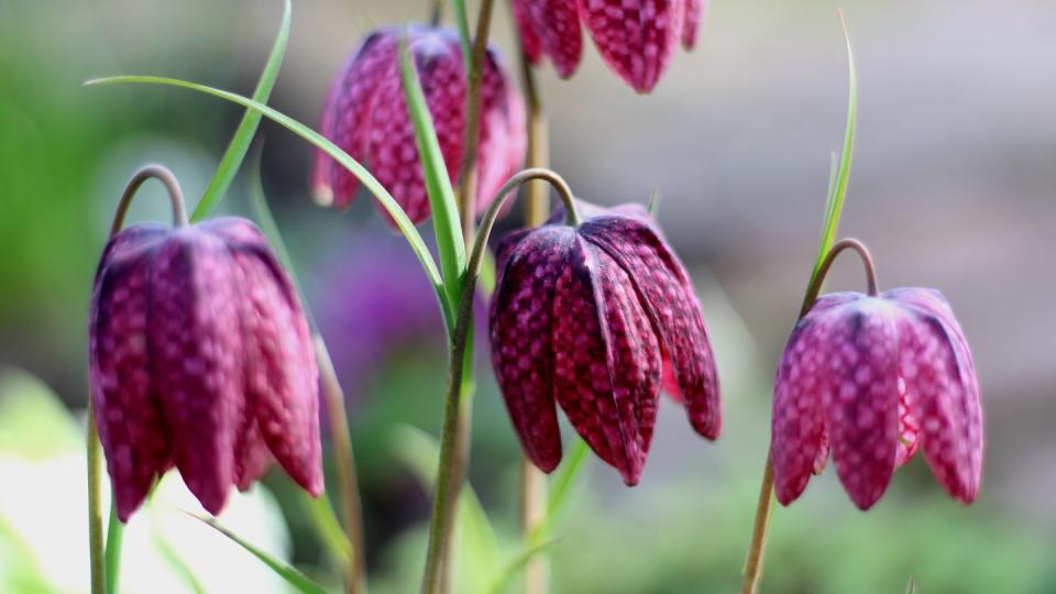 chess,close up of wilted flower