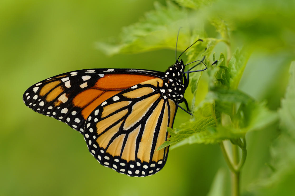 FILE - A monarch butterfly pauses in a garden, July 11, 2021, in Marple Township, Pa. Populations of a vulnerable species of marine mammal, numerous species of abalone and a type of Caribbean coral are now threatened with extinction, an international conservation organization said Friday, Dec. 9, 2022. The International Union for Conservation of Nature Red List includes more than 150,000 species, including the monarch butterfly. (AP Photo/Matt Slocum, File)