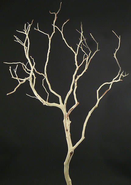 Sanded Manzanita Branch