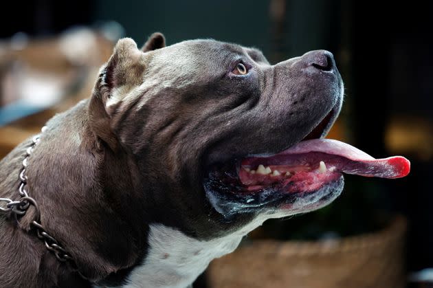 XL bully dogs banned from end of year after surge in attacks