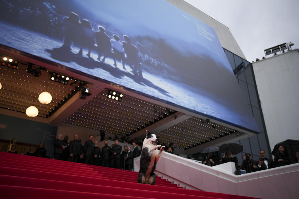 El perro Messi posa a su llegada a la ceremonia de apertura y el estreno de la película 'The Second Act' en la 77ª edición del Festival de Cine de Cannes en Francia el martes 14 de mayo de 2024. (Foto Daniel Cole/Invision/AP)