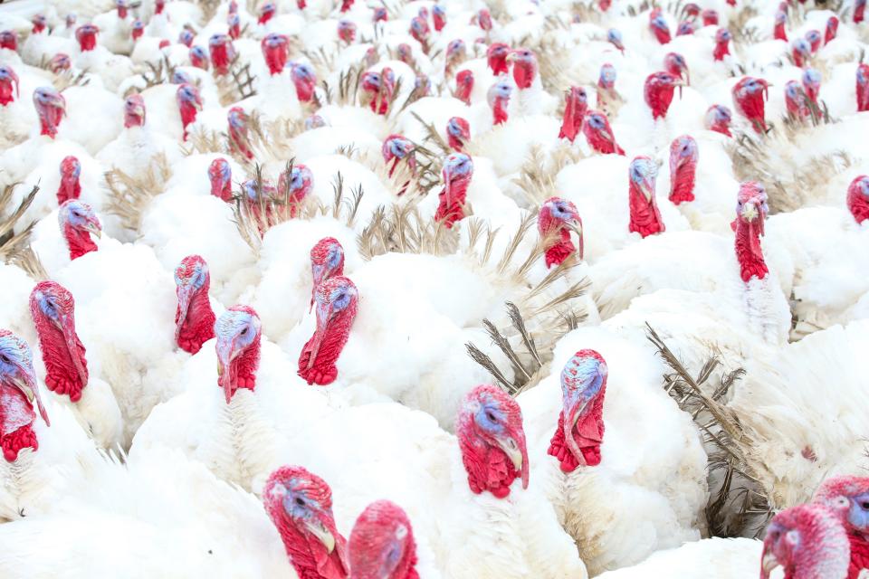 Tom turkeys gather close for warmth and safety at Champoeg Farm. These turkeys will be processed into various cuts.