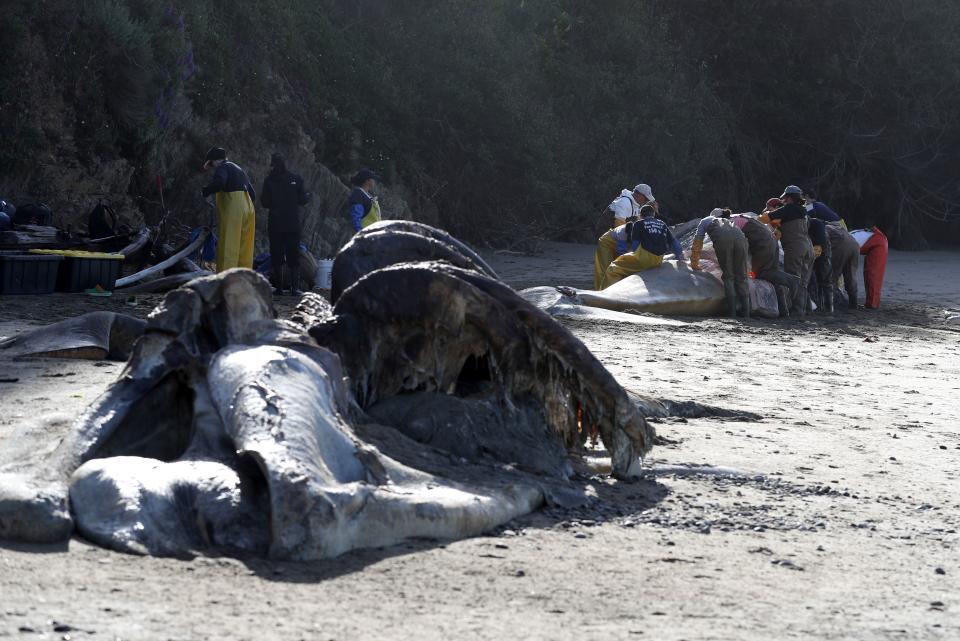 At least 53 gray whales have washed up emaciated and dead in recent months along West Coast beaches.