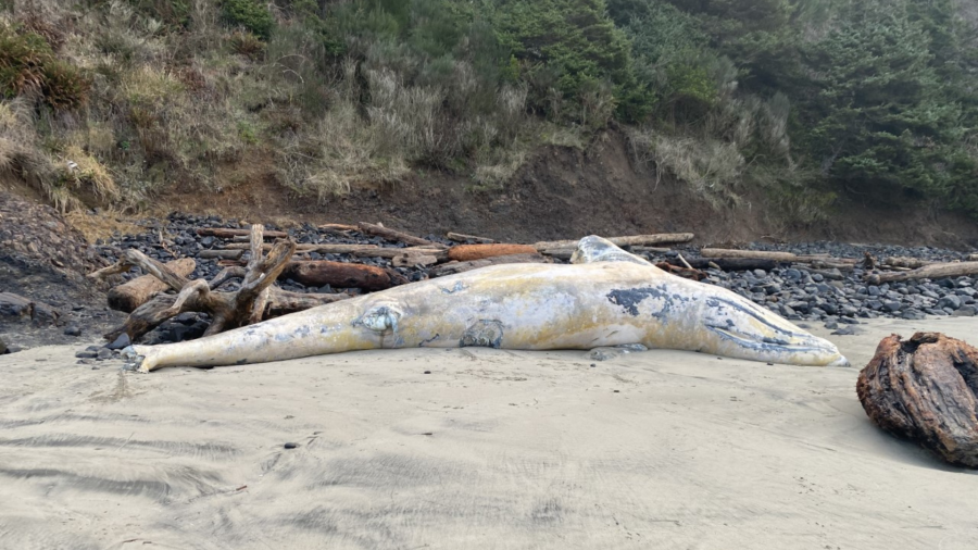OR Coast: Gray whale washes ashore at Crescent Beach