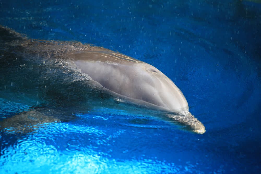 A dolphin at the Mirage Secret Garden and Dolphin Habitat.