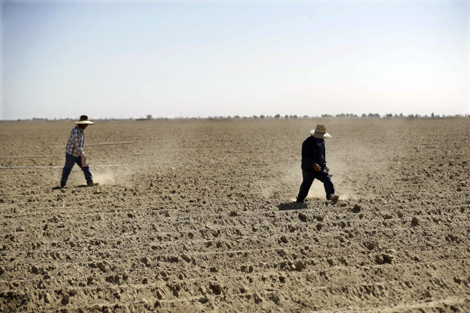 Joaquín Reynosa (izq) y José Mejía instalan mangueras para el regado de una plantación de lechuga en Huron, California, el 19 de septiembre del 2018. (AP Photo/Marcio José Sánchez)