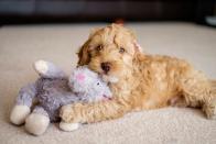 <p>According to Dog Time, the Cockapoo mixes the Cocker Spaniel's <a href="https://dogtime.com/dog-breeds/cockapoo#/slide/1" rel="nofollow noopener" target="_blank" data-ylk="slk:stable temperament;elm:context_link;itc:0;sec:content-canvas" class="link ">stable temperament</a> with the Poodle's affinity with people. </p>