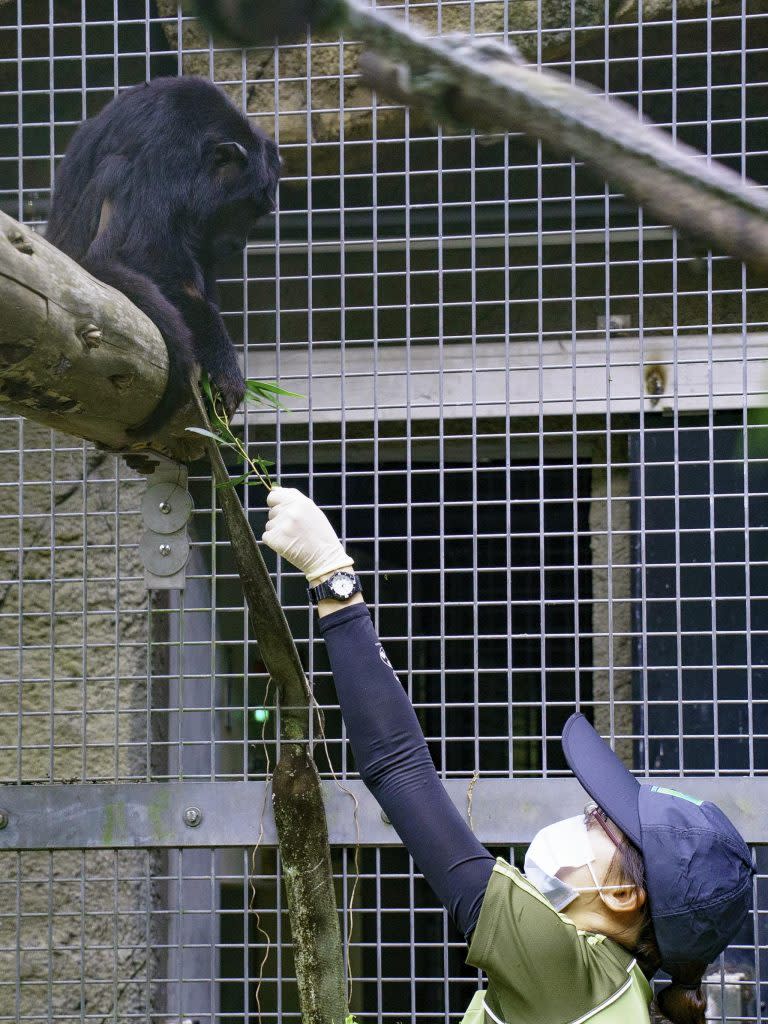 保育員手餵相思樹葉給「Luca」。（台北市立動物園提供）