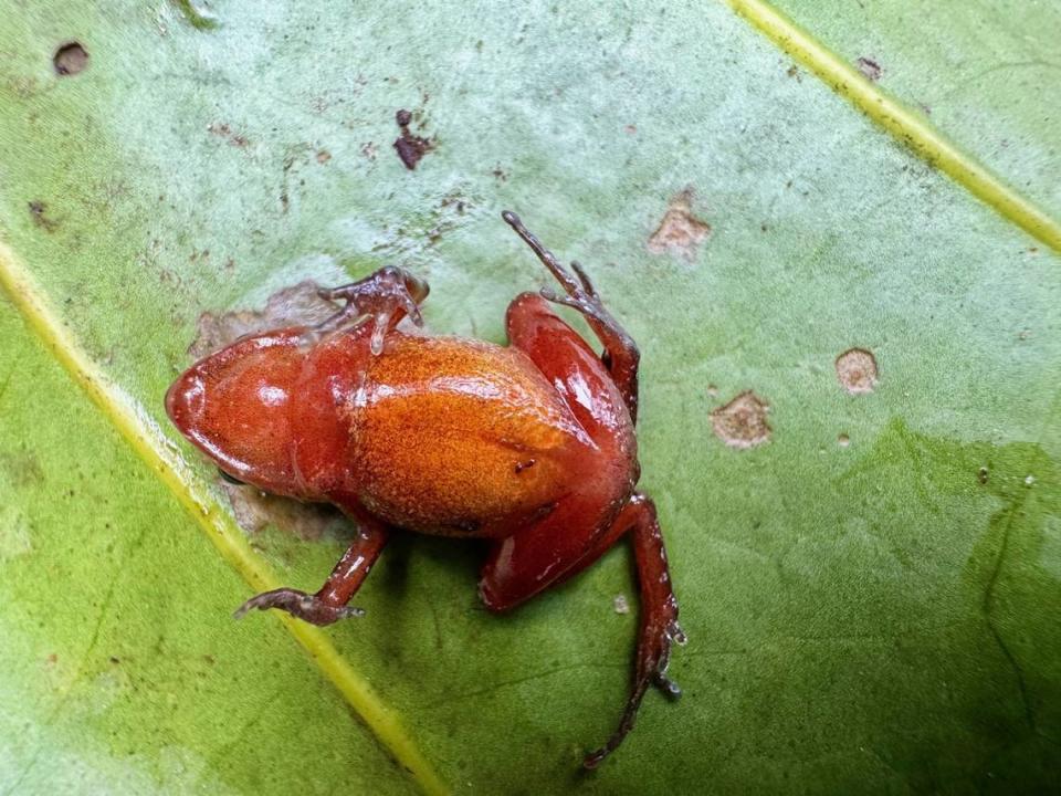 The underside of a red-bellied squeaker frog, or Arthroleptis hematogaster.