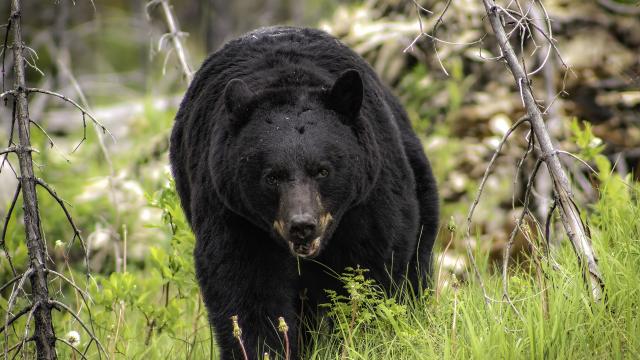 When will bears start waking up for spring