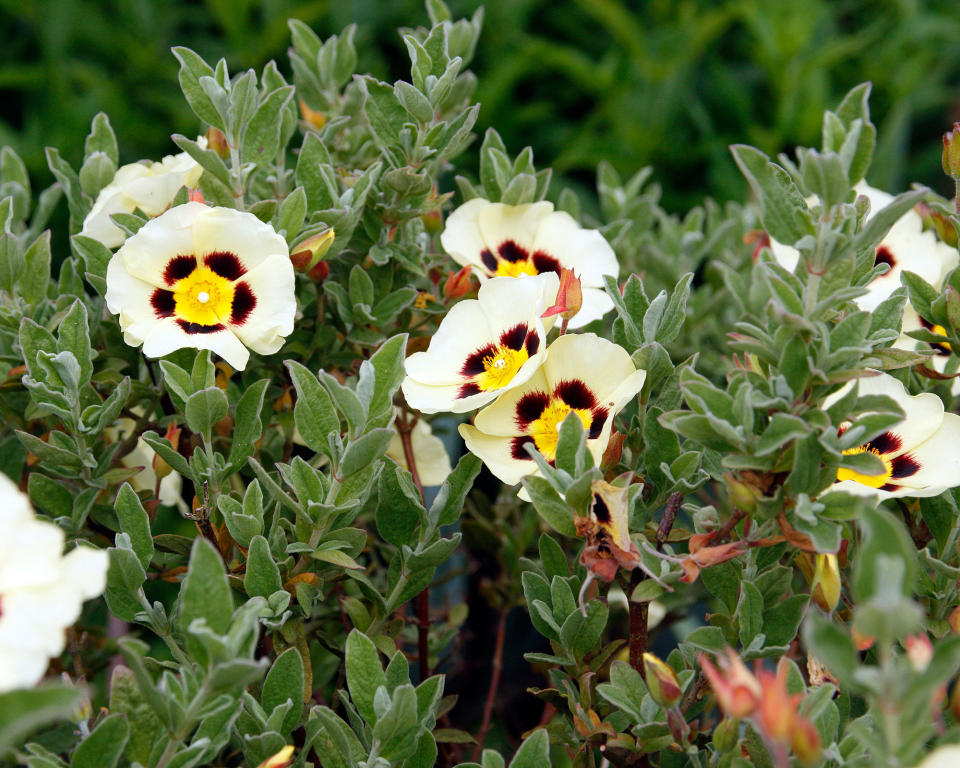 X HALIMIOCISTUS WINTONENSIS ‘MERRIST WOOD CREAM’