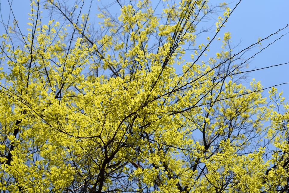 Hackberry tree with yellow leaves