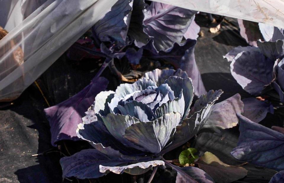 Coleman Crest Farm’s crop of red and white cabbage begins to flourish on June 23. The cabbage is housed in a mesh netting to keep the butterflies that like to eat the vegetable away without using any pesticides.