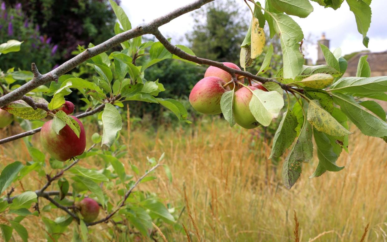 Apple tree in Pam Ayres' garden