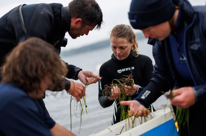 The Wider Image: In Baltic Sea, citizen divers restore seagrass to fight climate change