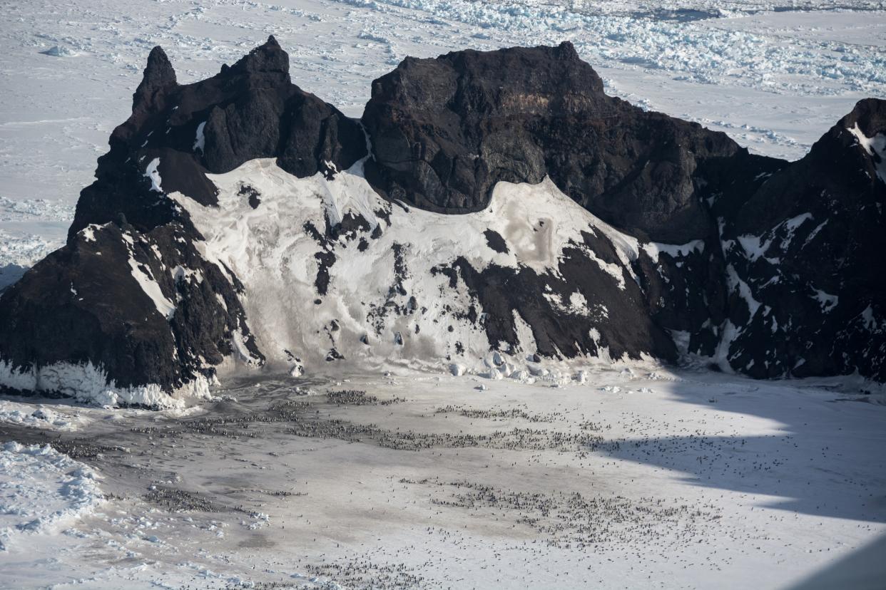 Aerial photo of Emperor penguins